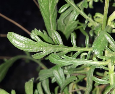 Sixalix atropurpurea