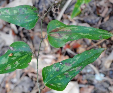 Smilax bona-nox