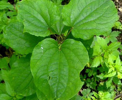 Smilax ecirrhata