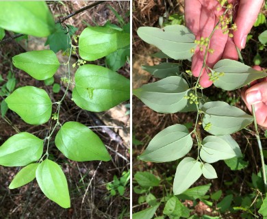 Smilax glauca