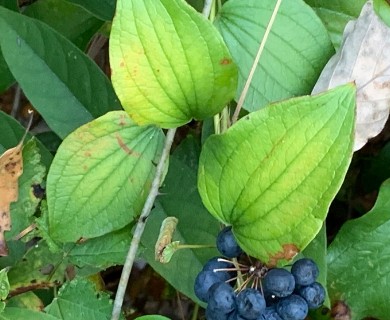 Smilax herbacea