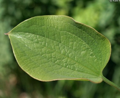 Smilax lasioneura