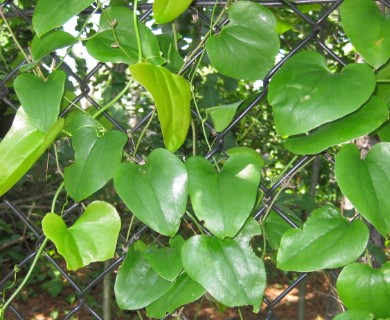 Smilax rotundifolia