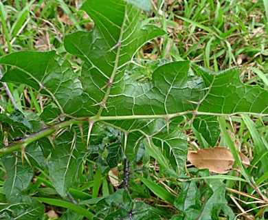 Solanum capsicoides