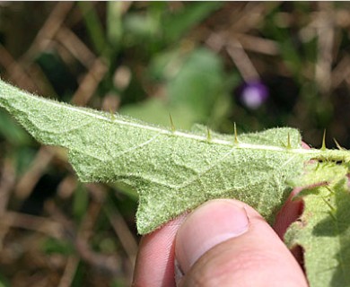 Solanum carolinense