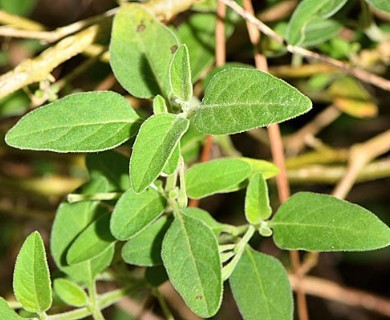 Solanum chenopodioides