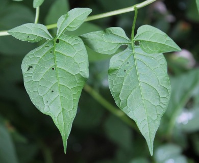 Solanum dulcamara