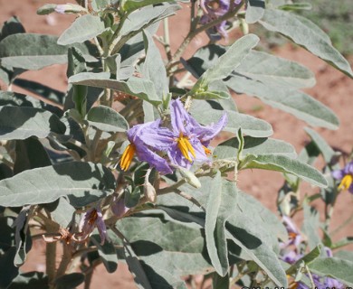 Solanum elaeagnifolium