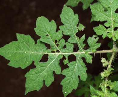 Solanum grayi