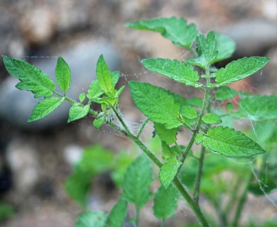 Solanum lycopersicum