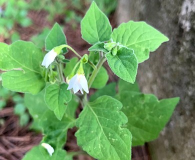 Solanum nigrum