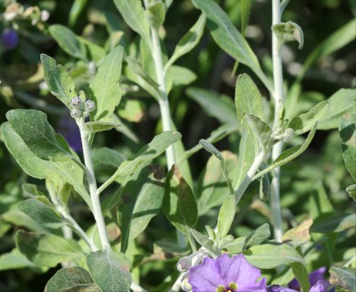 Solanum umbelliferum