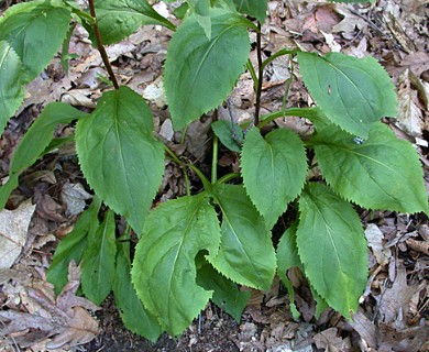 Solidago arguta