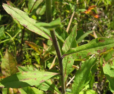 Solidago bicolor