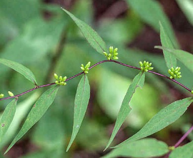 Solidago caesia