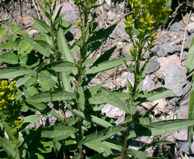 Solidago elongata