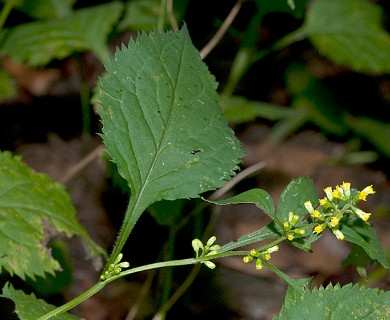 Solidago flexicaulis