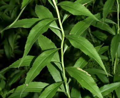 Solidago gigantea