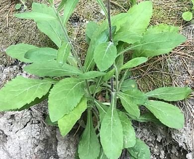 Solidago hispida