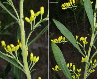 Solidago nemoralis