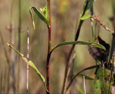 Solidago ohioensis