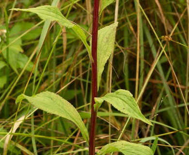 Solidago patula