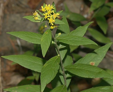 Solidago petiolaris