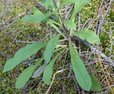 Solidago puberula