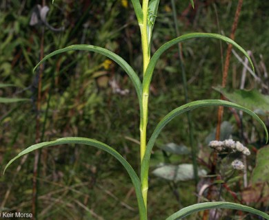 Solidago riddellii