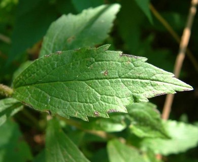 Solidago rugosa