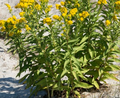 Solidago sempervirens