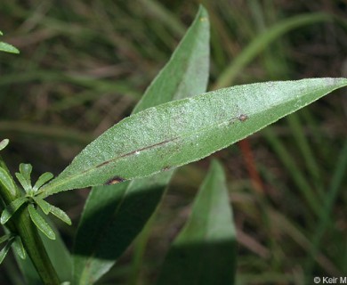 Solidago speciosa