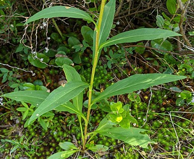 Solidago uliginosa