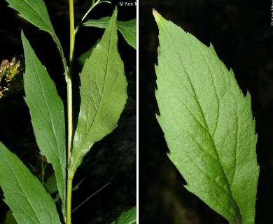 Solidago ulmifolia