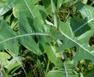 Sonchus arvensis