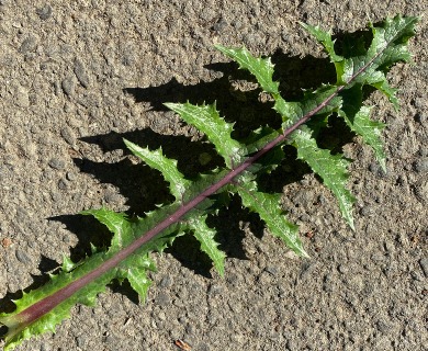 Sonchus asper