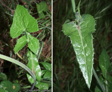 Sonchus oleraceus