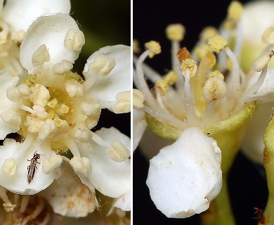 Sorbus californica