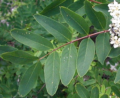 Sorbus sitchensis