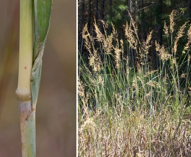 Sorghastrum nutans