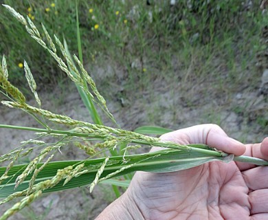 Sorghum halepense