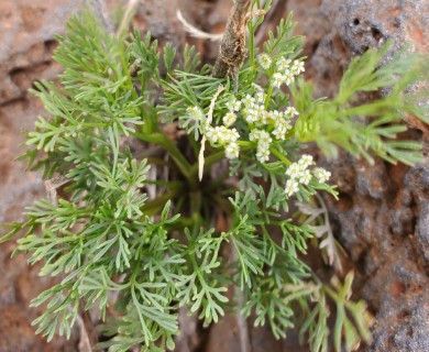 Spermolepis lateriflora