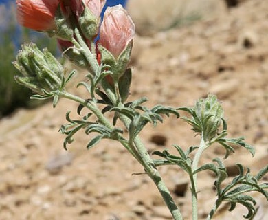 Sphaeralcea coccinea