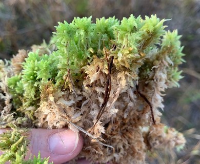 Sphagnum perichaetiale