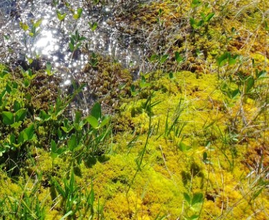 Sphagnum pulchrum
