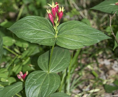 Spigelia marilandica