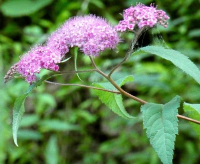 Spiraea japonica