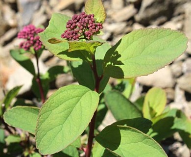 Spiraea splendens