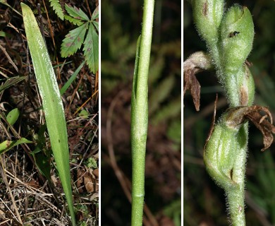 Spiranthes cernua