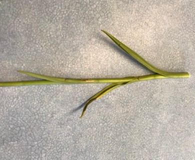 Spiranthes vernalis